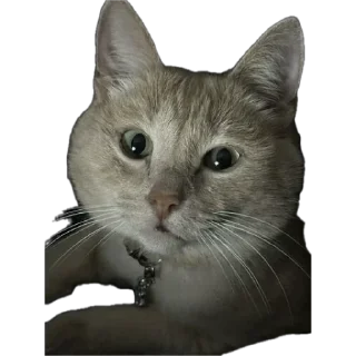Sticker from Cattssss