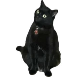 Sticker from Cattssss