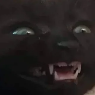 😺 emoji Пизда Telegram sticker 10 of 11