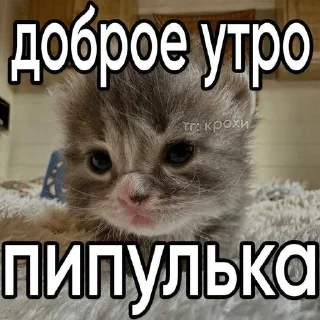 🌟 emoji Котейки от @Nyachemneto Telegram sticker 16 of 62