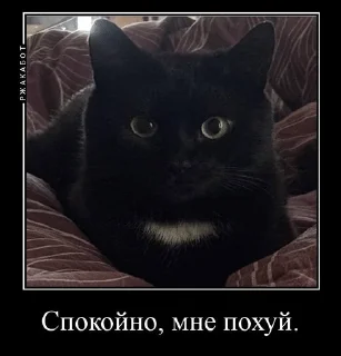 🌟 emoji Котейки от @Nyachemneto Telegram sticker 17 of 62