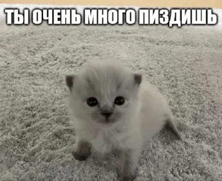 🌟 emoji Котейки от @Nyachemneto Telegram sticker 24 of 62