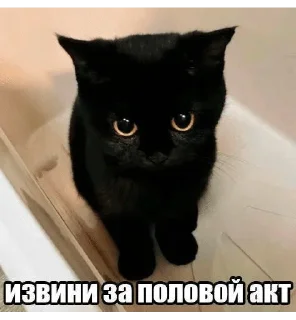 🌟 emoji Котейки от @Nyachemneto Telegram sticker 14 of 62