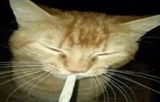 🚬 emoji Котейки от @Nyachemneto Telegram sticker 19 of 62