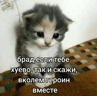 🌟 emoji Котейки от @Nyachemneto Telegram sticker 1 of 62
