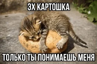🌟 emoji Котейки от @Nyachemneto Telegram sticker 13 of 62