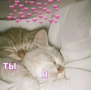🫂 emoji PerksPoxRules3 Telegram sticker 20 of 69