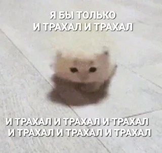 Sticker from мемновые коти 3