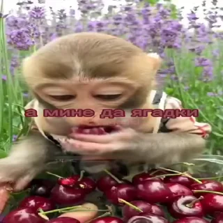 ❤️ emoji Ягаднии монке :: @stikery_robot Telegram sticker 20 of 25