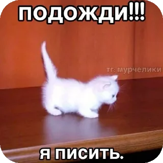 🐱 emoji От Женечки прилетело 🖤 Telegram sticker 17 of 120