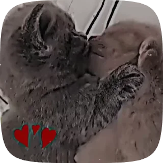 😍 emoji От Женечки прилетело 🖤 Telegram sticker 10 of 120