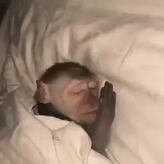 😴 emoji москалик у пакетику Telegram sticker 14 of 50