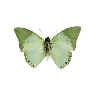 🌱 emoji —green      @wiikitu Telegram sticker 19 of 23