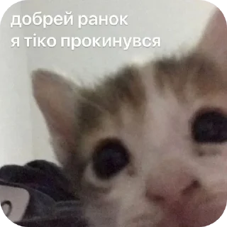 🐱 emoji my mood Telegram sticker 12 of 111