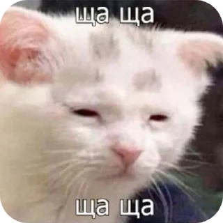 🐱 emoji my mood Telegram sticker 24 of 111