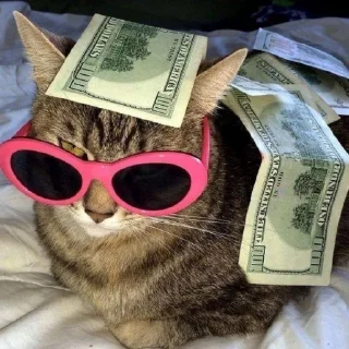 🤑 emoji ебейшие коты Telegram sticker 13 of 120