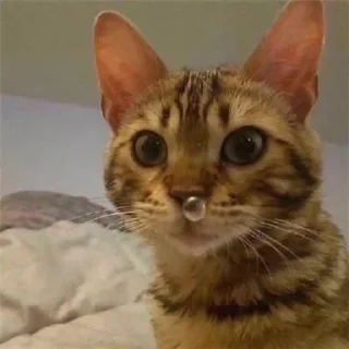 🤐 emoji ебейшие коты Telegram sticker 22 of 120