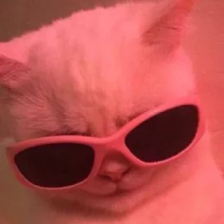 😎 emoji ебейшие коты Telegram sticker 9 of 120