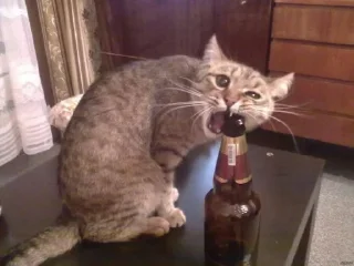 🍺 emoji ебейшие коты Telegram sticker 11 of 120