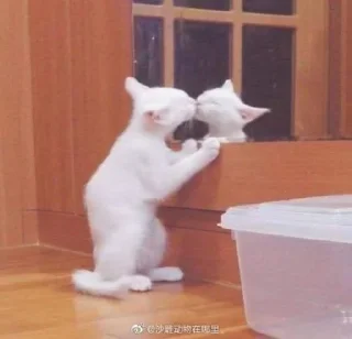 ❤️ emoji ебейшие коты Telegram sticker 7 of 120