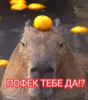 🤬 emoji Пофек тебе да? @MyProjectsUA Telegram sticker 8 of 16