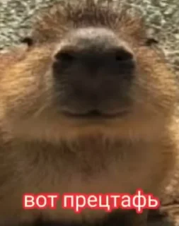 Sticker from Пофек тебе да? @MyProjectsUA