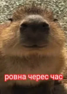 Sticker from Пофек тебе да? @MyProjectsUA
