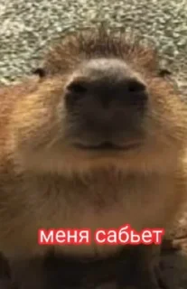 👨‍🦯 emoji Пофек тебе да? @MyProjectsUA Telegram sticker 5 of 16
