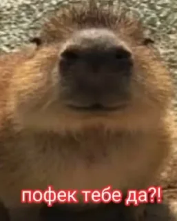 Sticker from Пофек тебе да? @MyProjectsUA