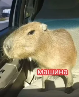🚗 emoji Пофек тебе да? @MyProjectsUA Telegram sticker 6 of 16