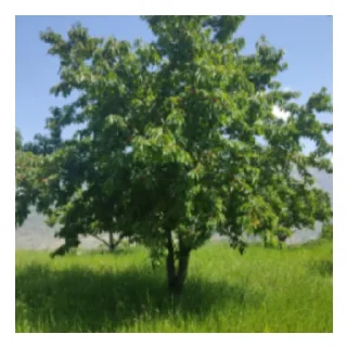 🌲 emoji U R J  YouTube Telegram sticker 9 of 19