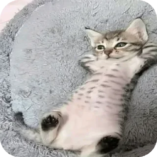 Sticker from kitana cat