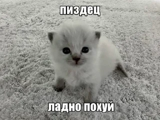 🌟 emoji мили коти Telegram sticker 10 of 80