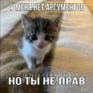 🌟 emoji мили коти Telegram sticker 19 of 80