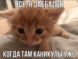 🌟 emoji мили коти Telegram sticker 15 of 80