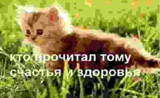 🌟 emoji мили коти Telegram sticker 22 of 80