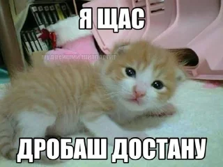 🌟 emoji мили коти Telegram sticker 8 of 80