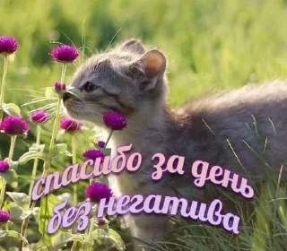🌟 emoji мили коти Telegram sticker 23 of 80