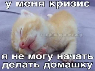 🌟 emoji мили коти Telegram sticker 16 of 80