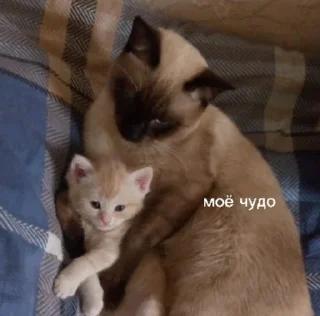 Sticker from Тимка топчик