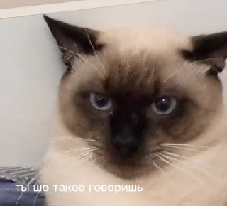 Sticker from Тимка топчик