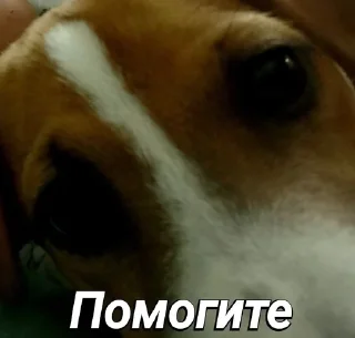🆘 emoji Пушок ван лав Telegram sticker 11 of 60