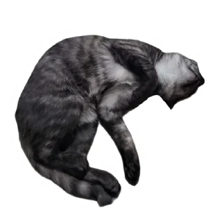 🦐 emoji Злоєбучка Акі 🐈‍⬛ Telegram sticker 20 of 52