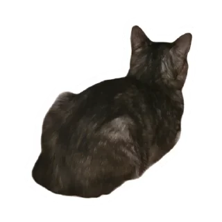 😶‍🌫️ emoji Злоєбучка Акі 🐈‍⬛ Telegram sticker 9 of 52