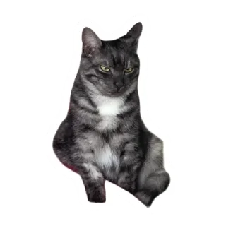 😏 emoji Злоєбучка Акі 🐈‍⬛ Telegram sticker 12 of 52