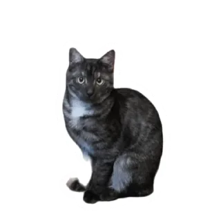 Злоєбучка Акі 🐈‍⬛ sticker 3