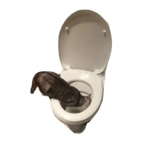 🚽 emoji Злоєбучка Акі 🐈‍⬛ Telegram sticker 13 of 52