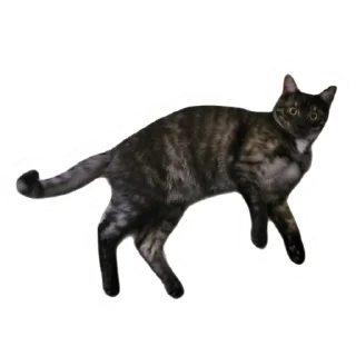 Злоєбучка Акі 🐈‍⬛ sticker 2
