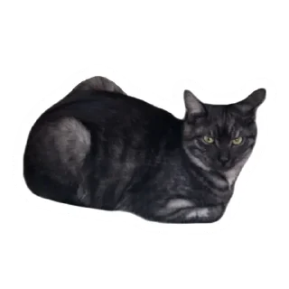 🍞 emoji Злоєбучка Акі 🐈‍⬛ Telegram sticker 10 of 52
