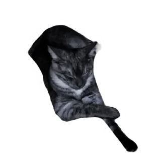 ✝️ emoji Злоєбучка Акі 🐈‍⬛ Telegram sticker 18 of 52